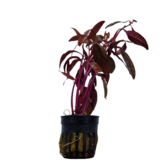 Pot planten Alternanthera Sessilis