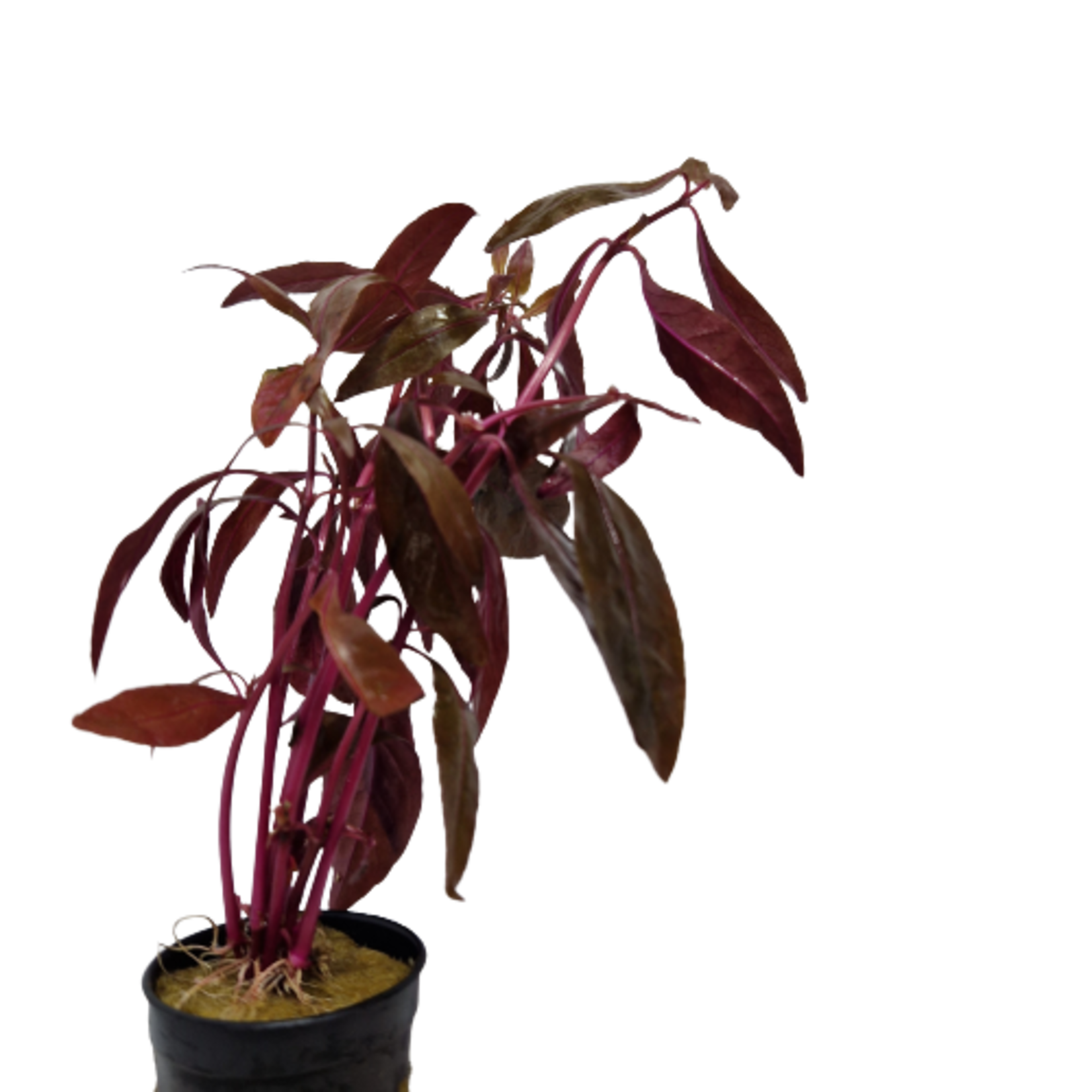 Pot planten Alternanthera Sessilis
