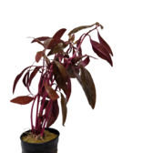 Pot planten Alternanthera Sessilis