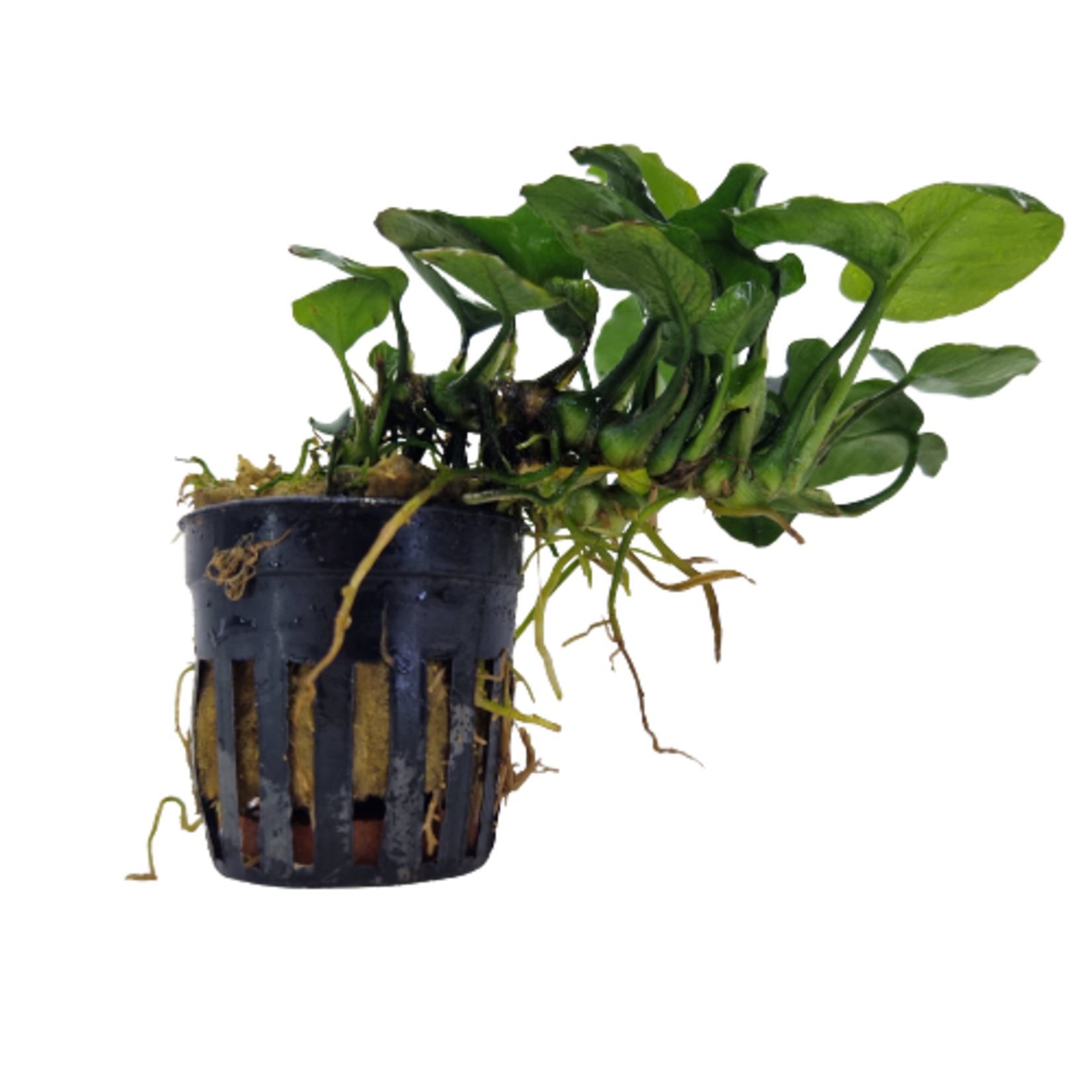 Pot planten Anubias Golden Coin