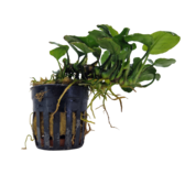 Pot planten Anubias Golden Coin