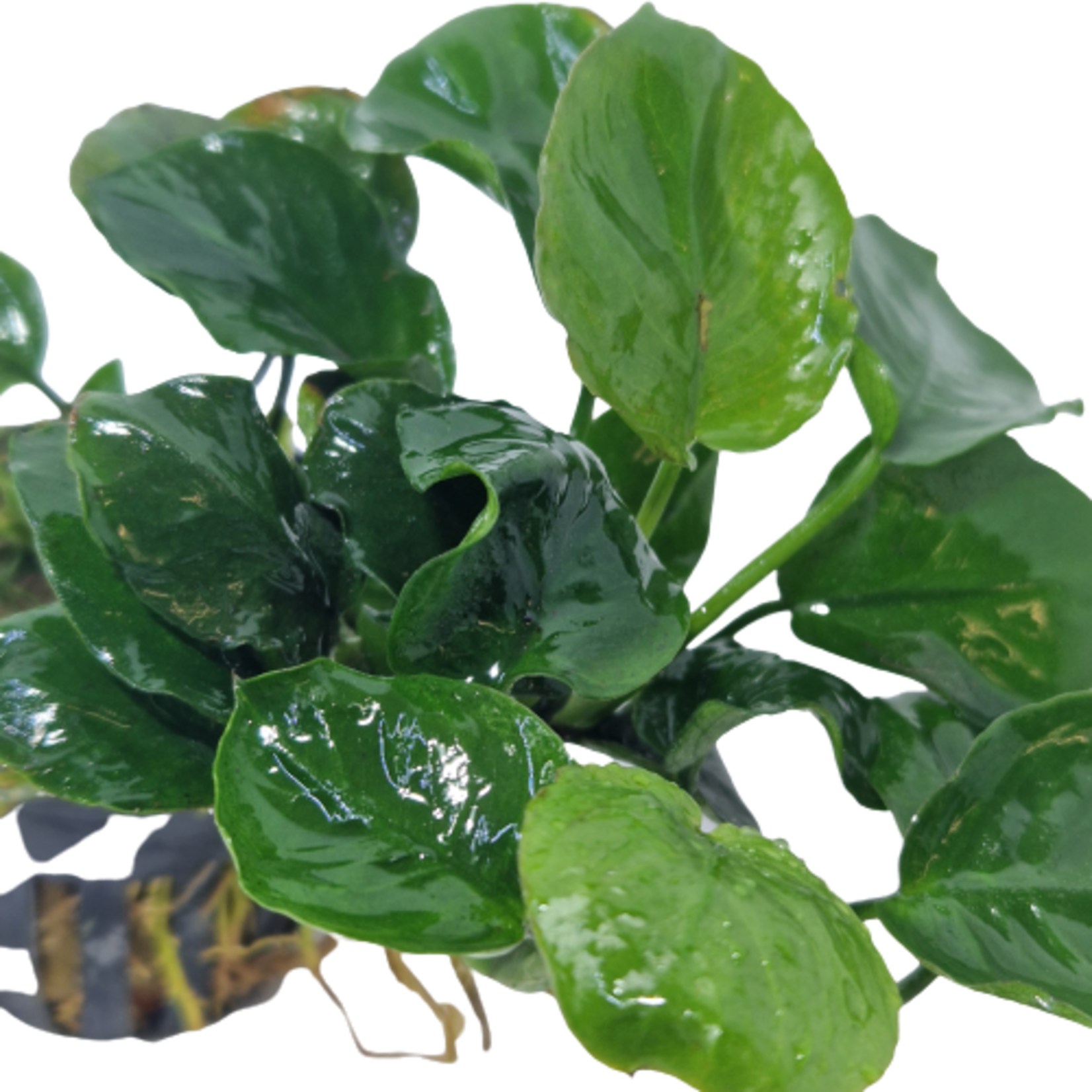 Pot planten Anubias Golden Coin