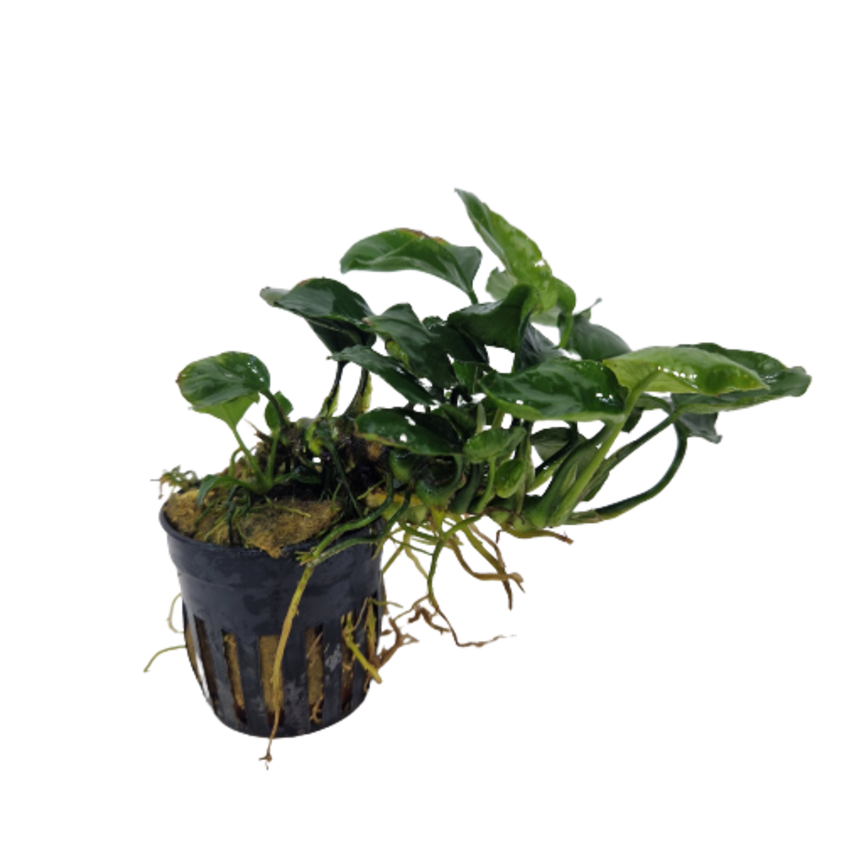 Pot planten Anubias Golden Coin