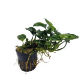 Pot planten Anubias Golden Coin