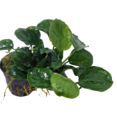 Pot planten Anubias Golden Coin