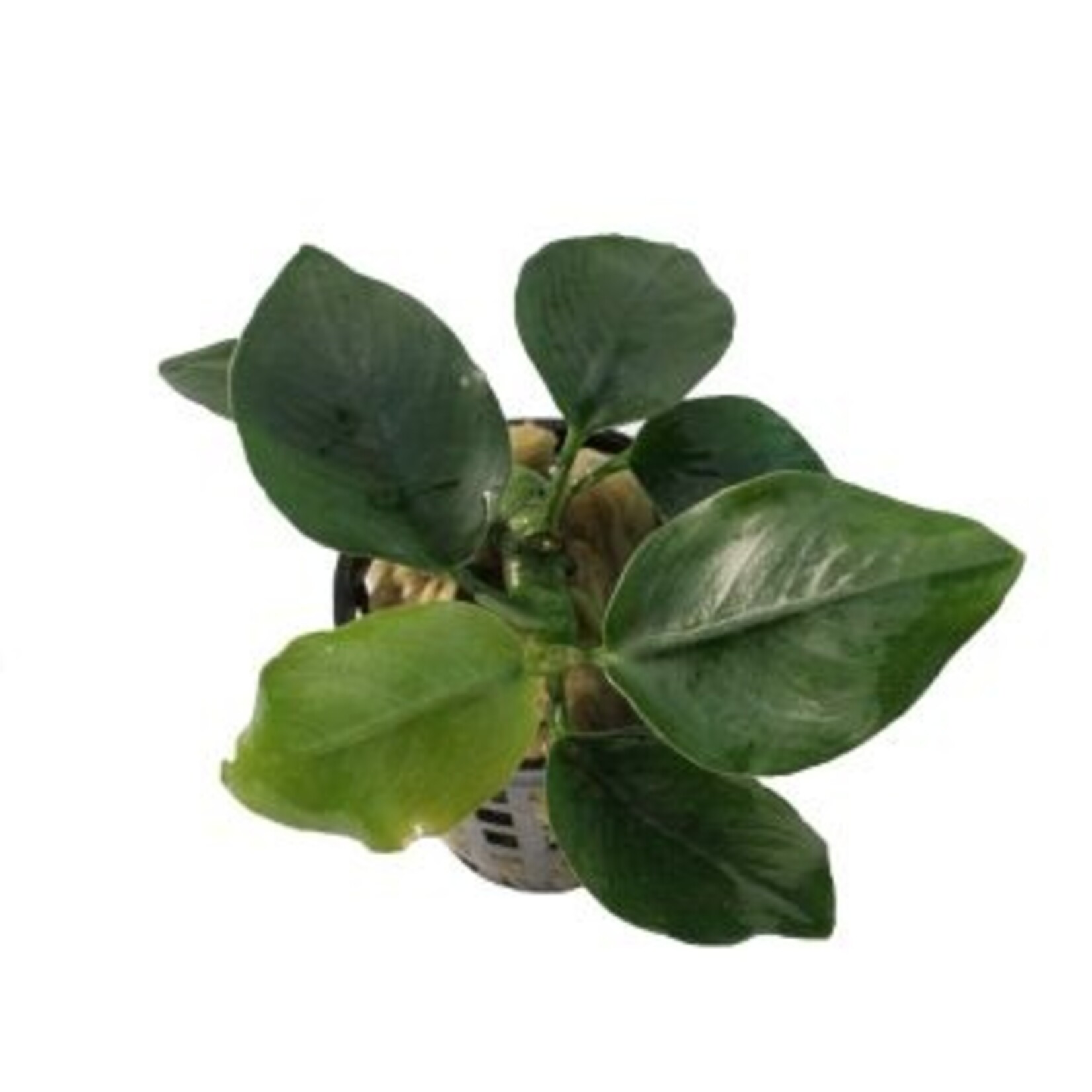 Pot planten Anubias Nana Thick Leaf
