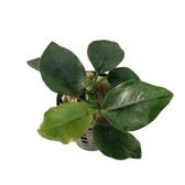 Pot planten Anubias Nana Thick Leaf