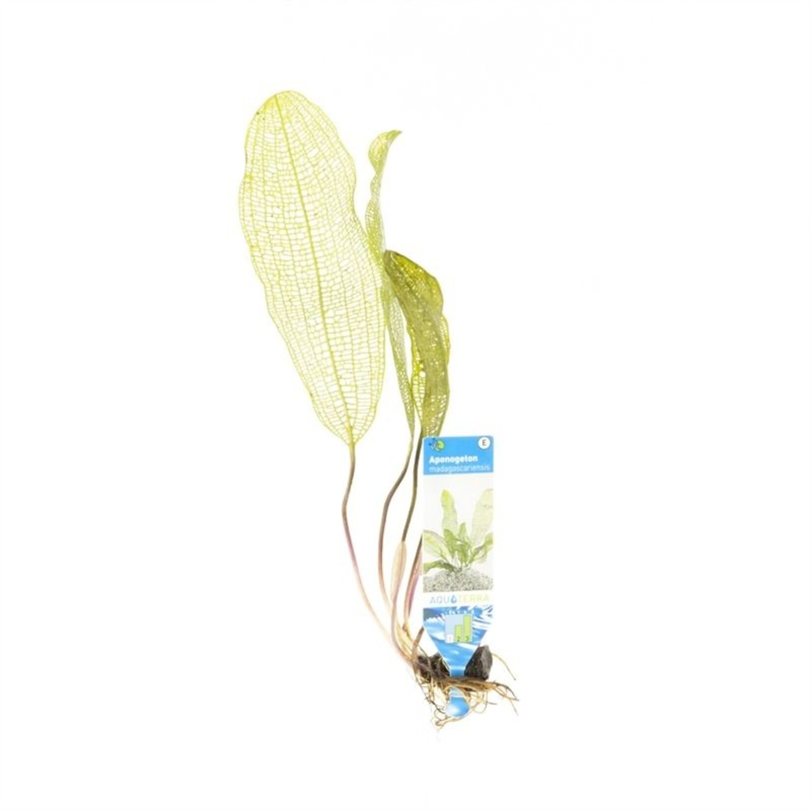 Knollen en lotussen Aponogeton Madagascariensis