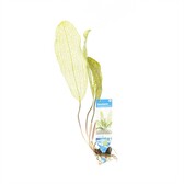 Knollen en lotussen Aponogeton Madagascariensis