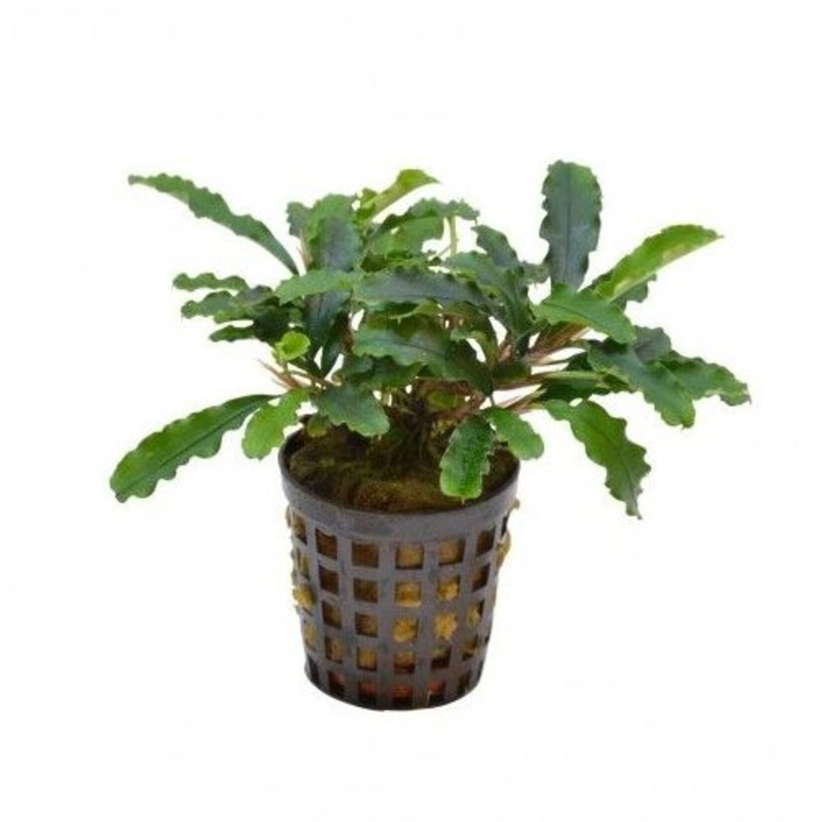 Pot planten Bucephalandra sintang