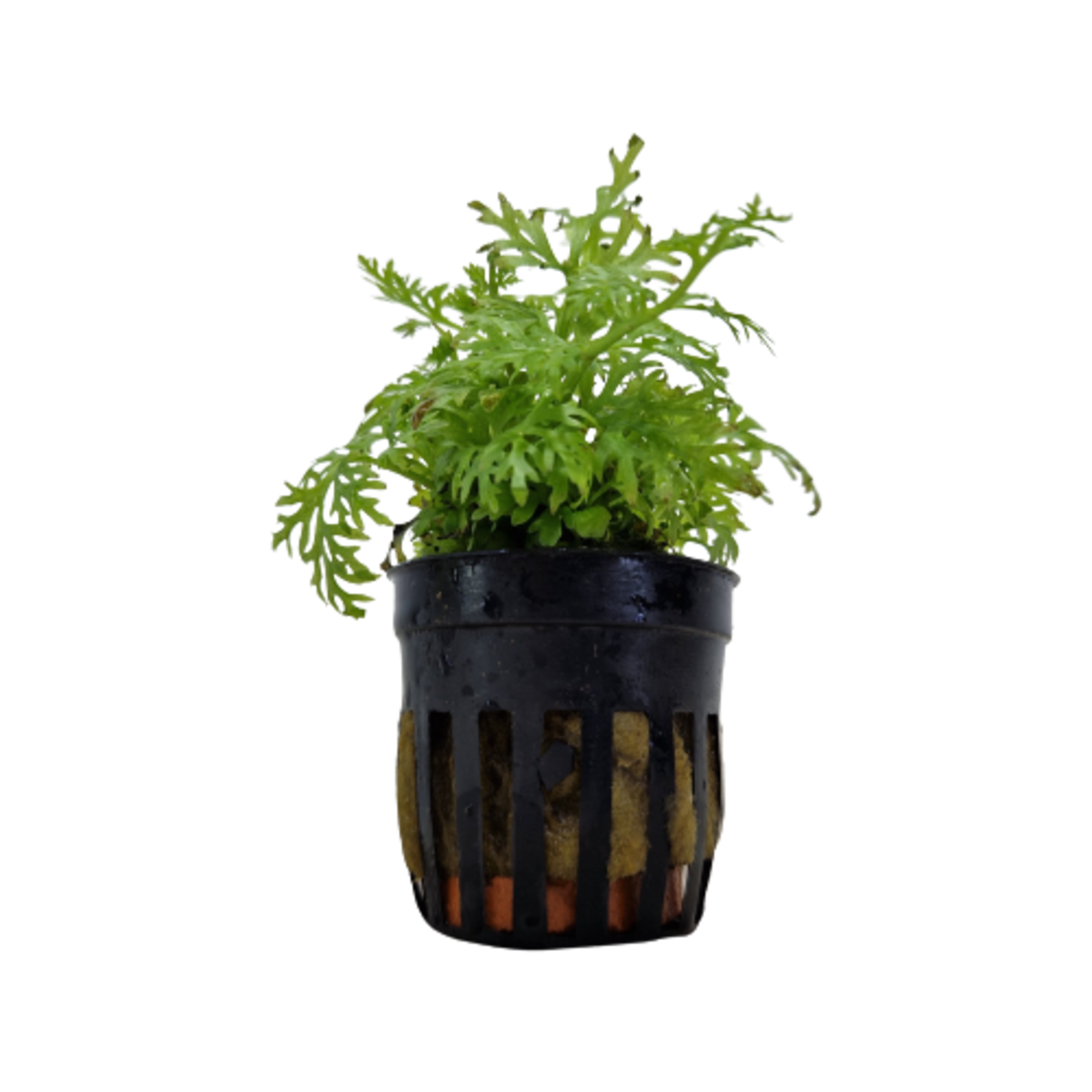 Pot planten Ceratopteris Thalictroides