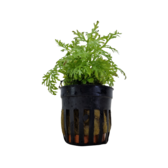 Pot planten Ceratopteris Thalictroides