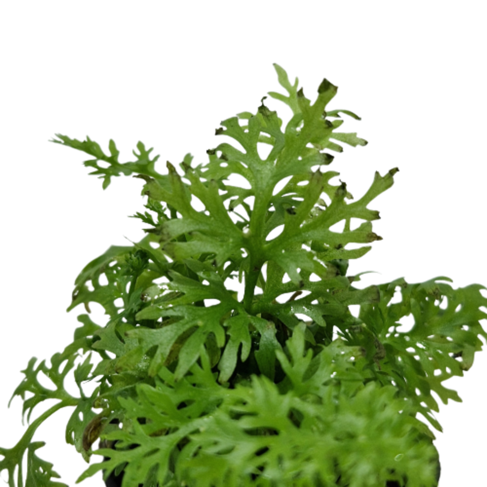 Pot planten Ceratopteris Thalictroides