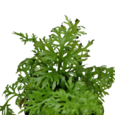 Pot planten Ceratopteris Thalictroides
