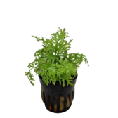 Pot planten Ceratopteris Thalictroides