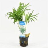 Terrarium / Paludarium planten Chamaedorea Palm