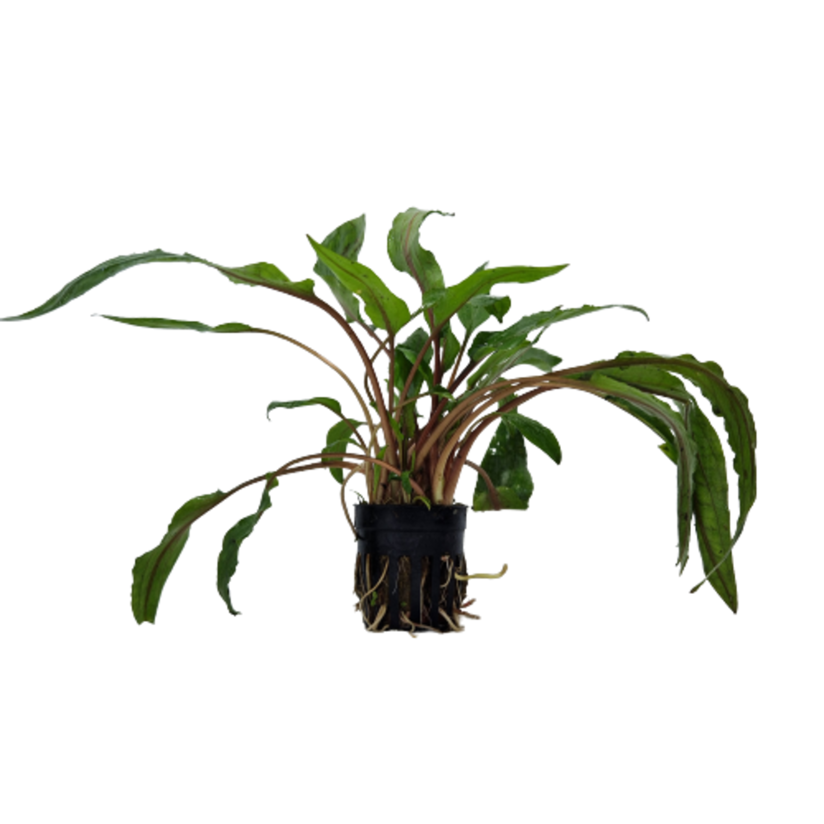Pot planten Cryptocoryne Undulatus