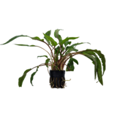 Pot planten Cryptocoryne Undulatus