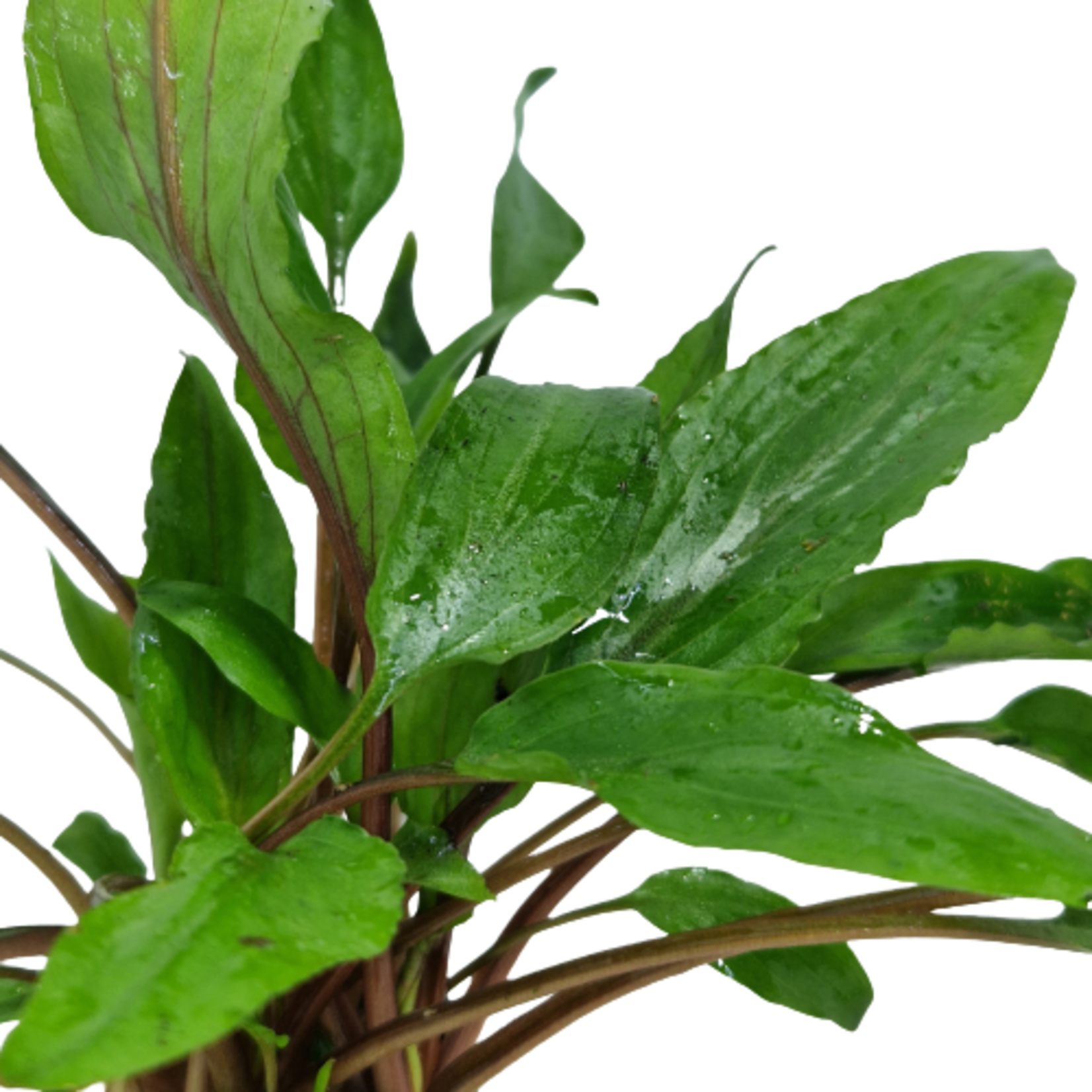 Pot planten Cryptocoryne Undulatus