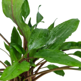 Pot planten Cryptocoryne Undulatus