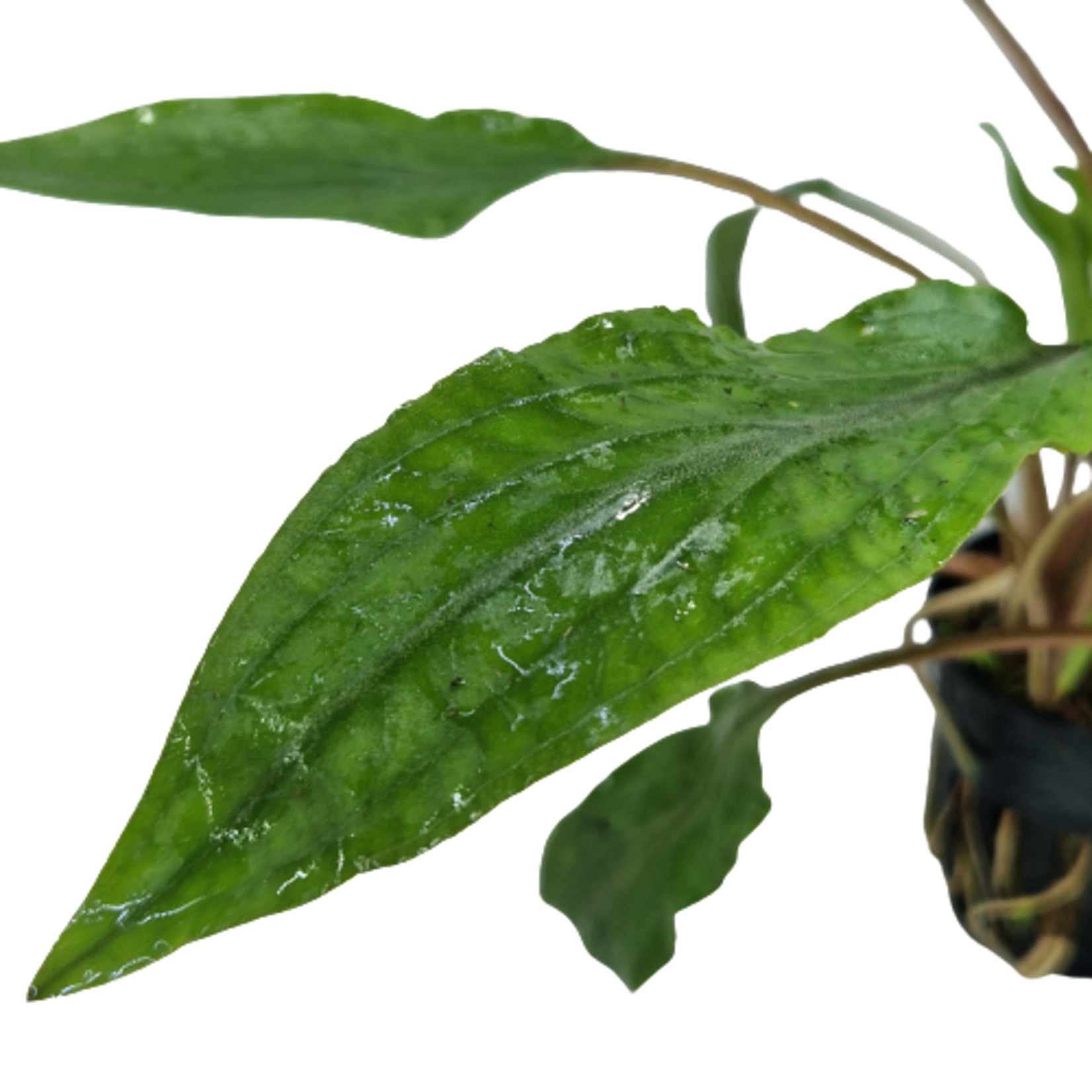 Pot planten Cryptocoryne Undulatus