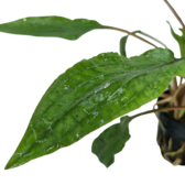 Pot planten Cryptocoryne Undulatus