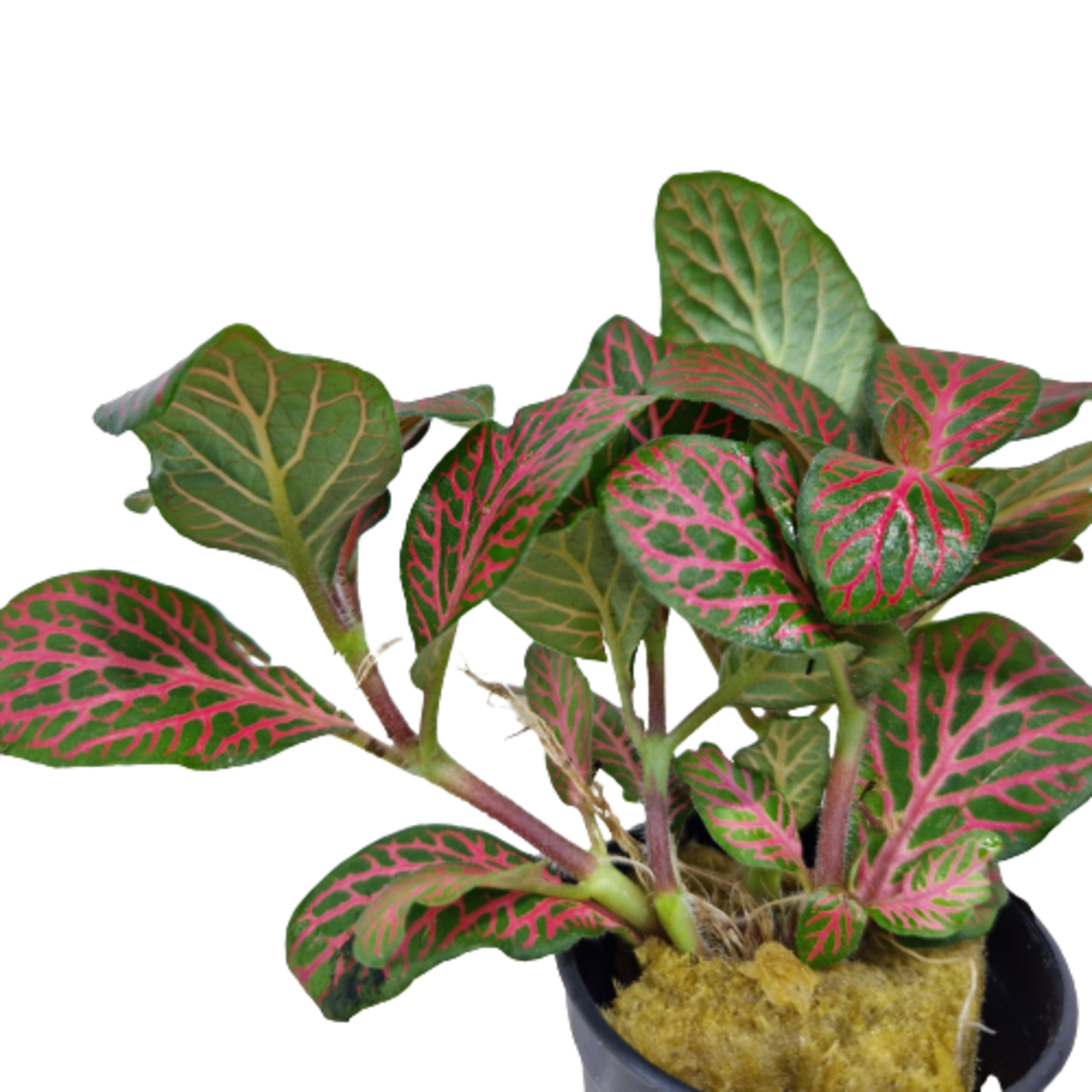 Fittonia Rood