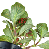 Fittonia Rood
