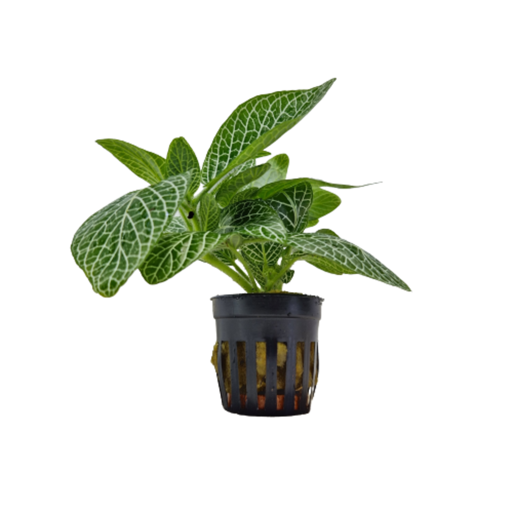 Terrarium / Paludarium planten Fittonia Wit