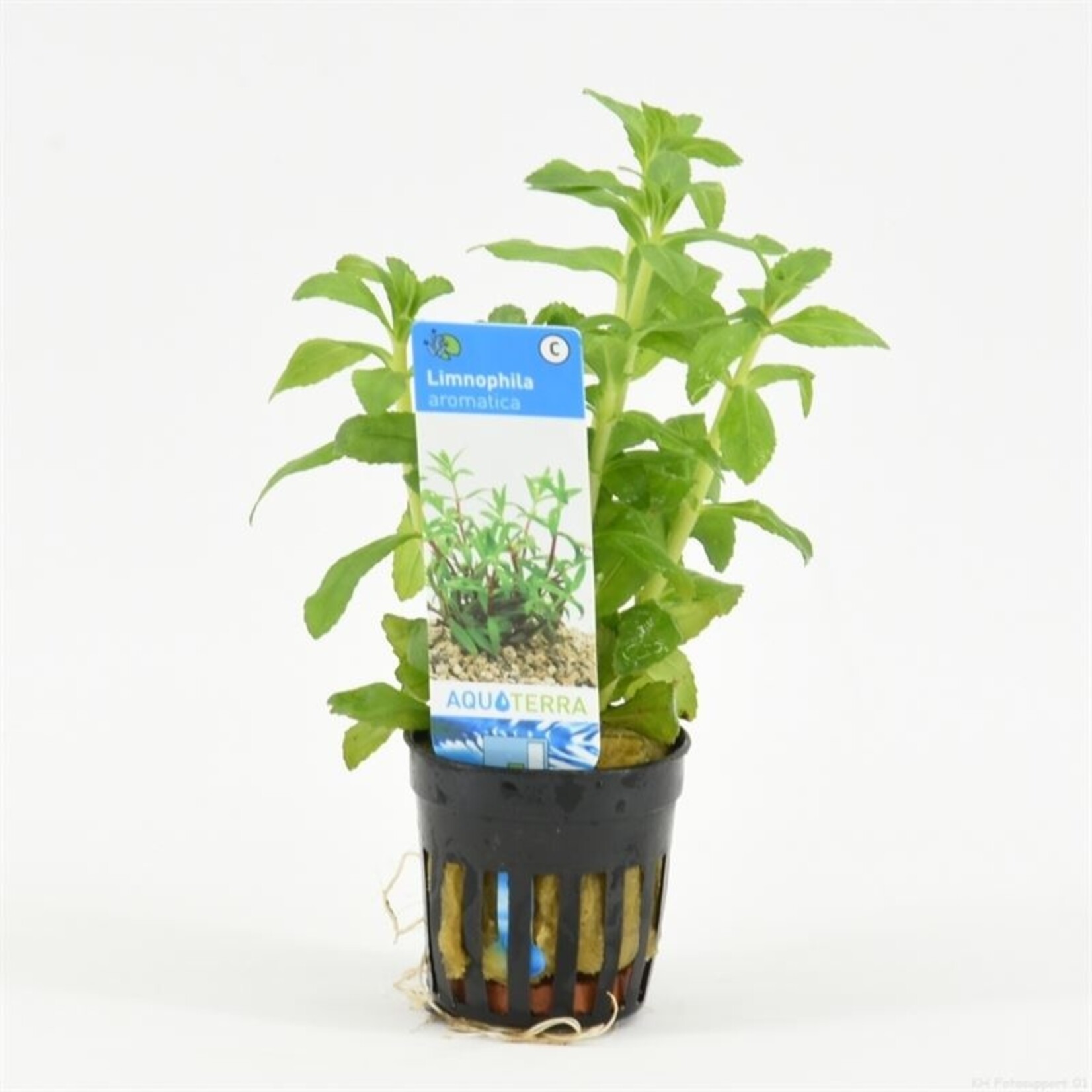 Pot planten Limnophila Aromatica Rood