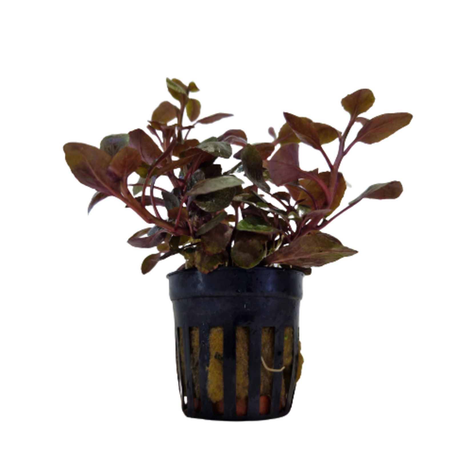 Pot planten Lobelia Wrinkled Leaf