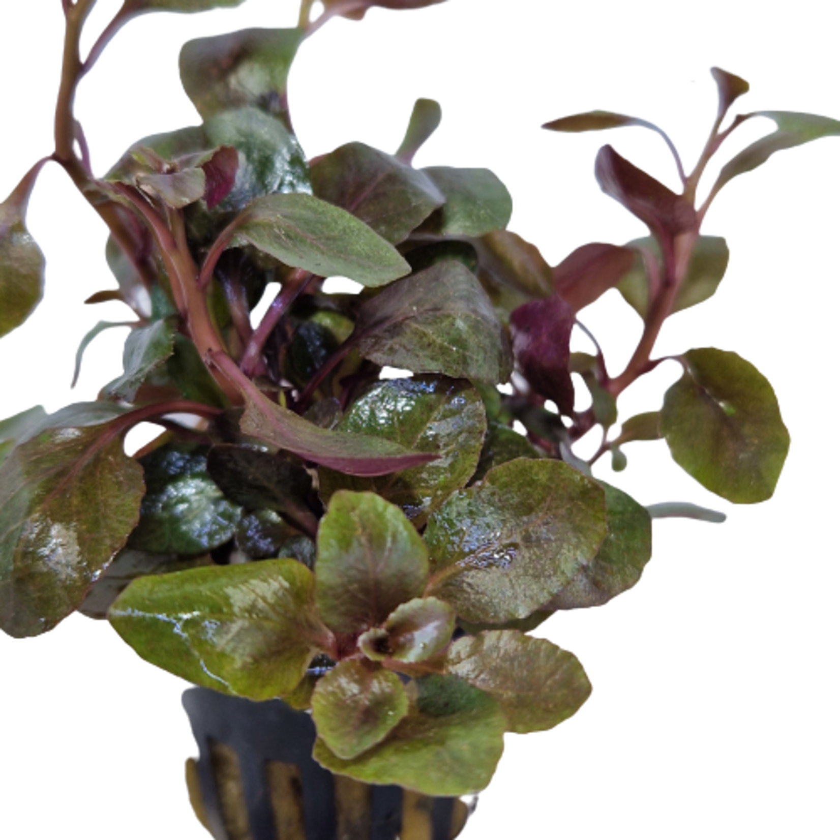 Pot planten Lobelia Wrinkled Leaf