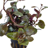 Pot planten Lobelia Wrinkled Leaf