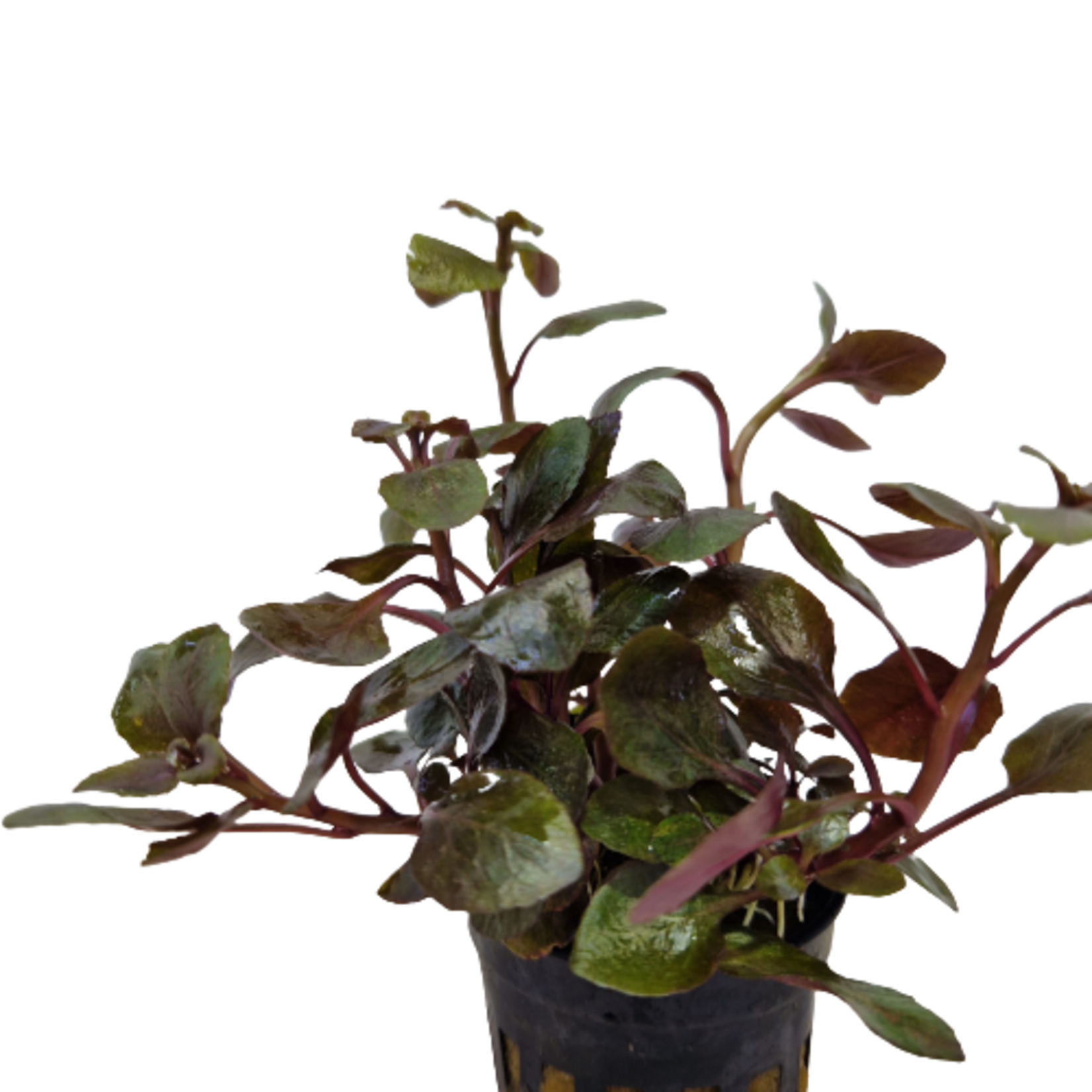 Pot planten Lobelia Wrinkled Leaf