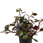 Pot planten Lobelia Wrinkled Leaf