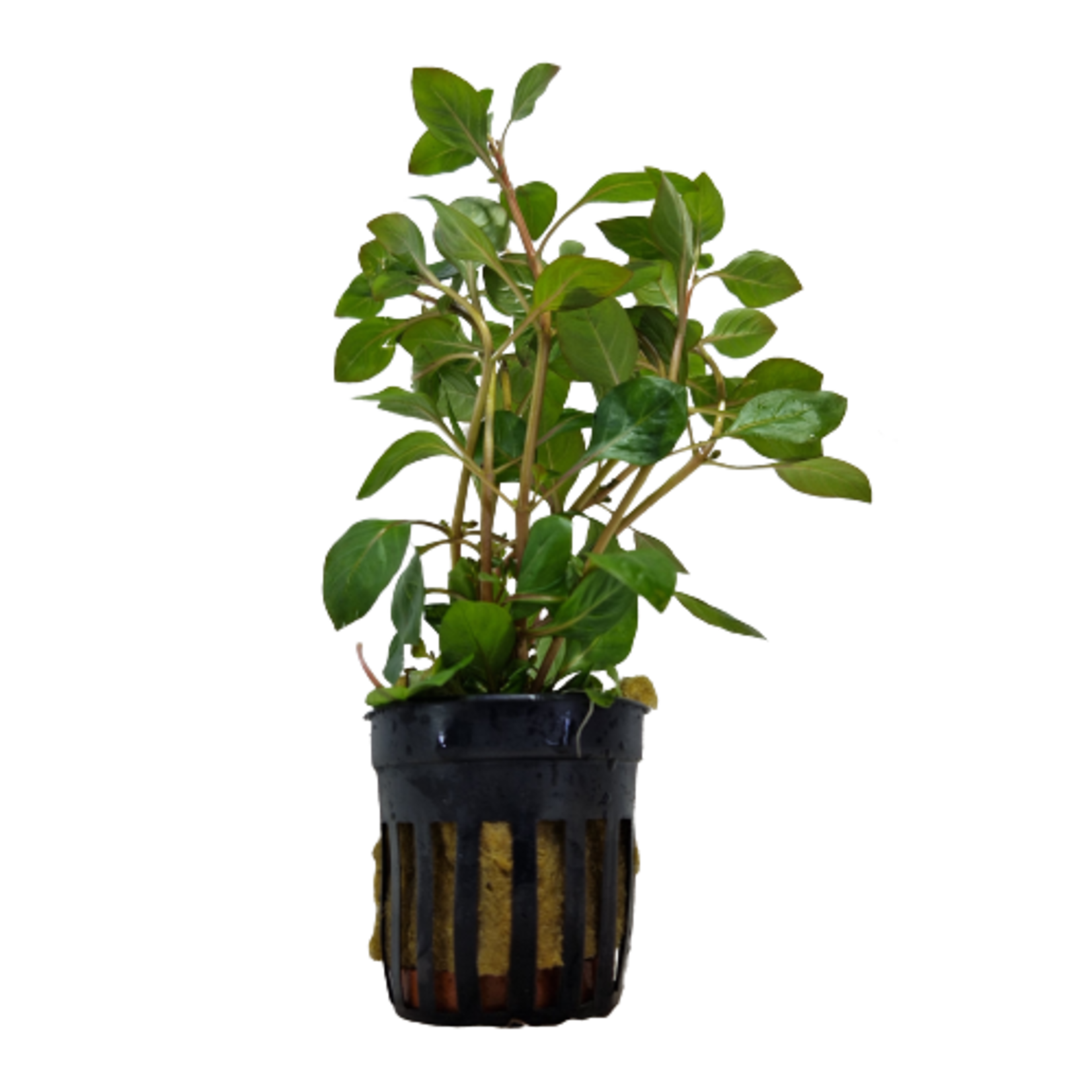 Pot planten Ludwigia Palustris Rood
