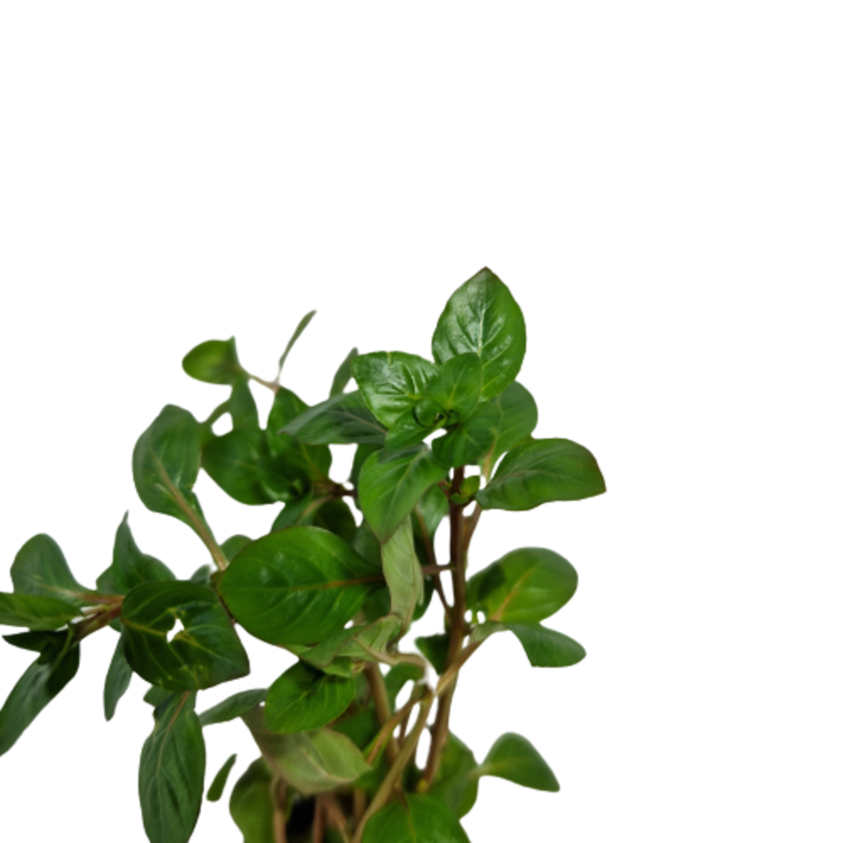 Pot planten Ludwigia Palustris Rood