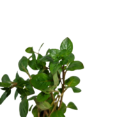 Pot planten Ludwigia Palustris Rood