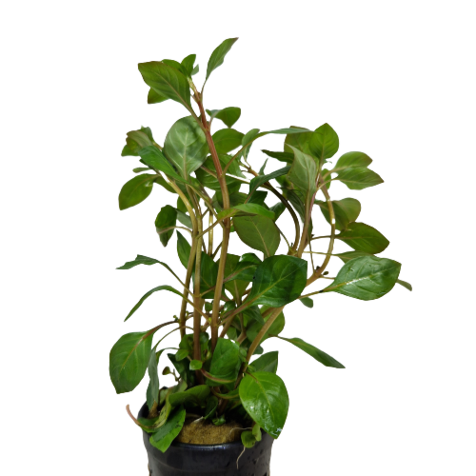 Pot planten Ludwigia Palustris Rood