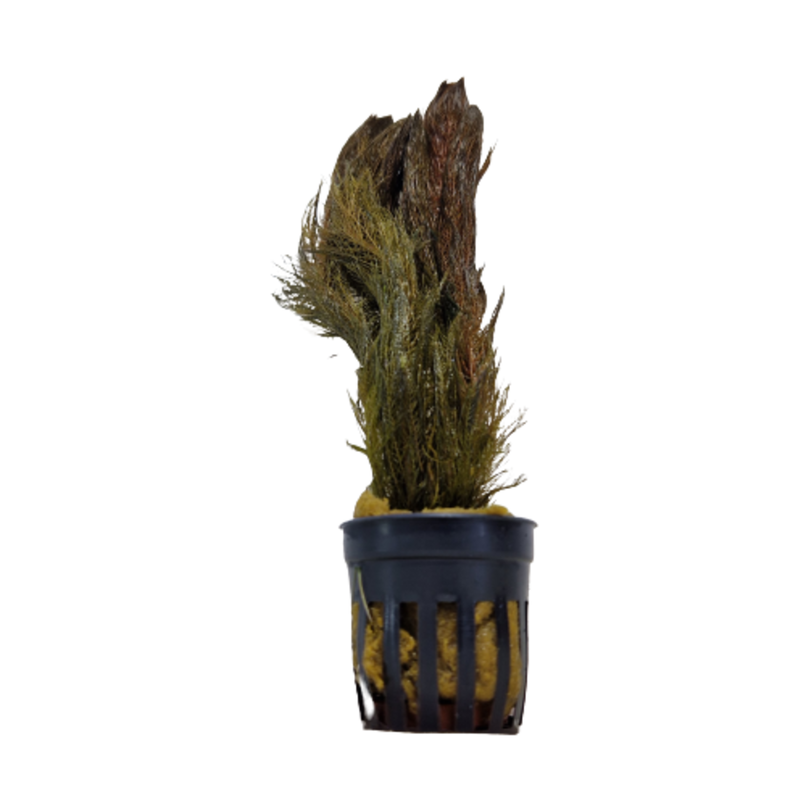 Pot planten Myriophyllum Mattagrossense