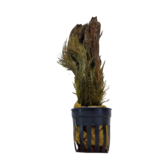 Pot planten Myriophyllum Mattagrossense
