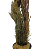 Pot planten Myriophyllum Mattagrossense