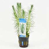 Pot planten Myriophyllum Propinquum