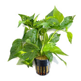 Terrarium / Paludarium planten Nomaphila Variegata