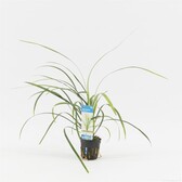 Terrarium / Paludarium planten Ophiopogon Jaburan