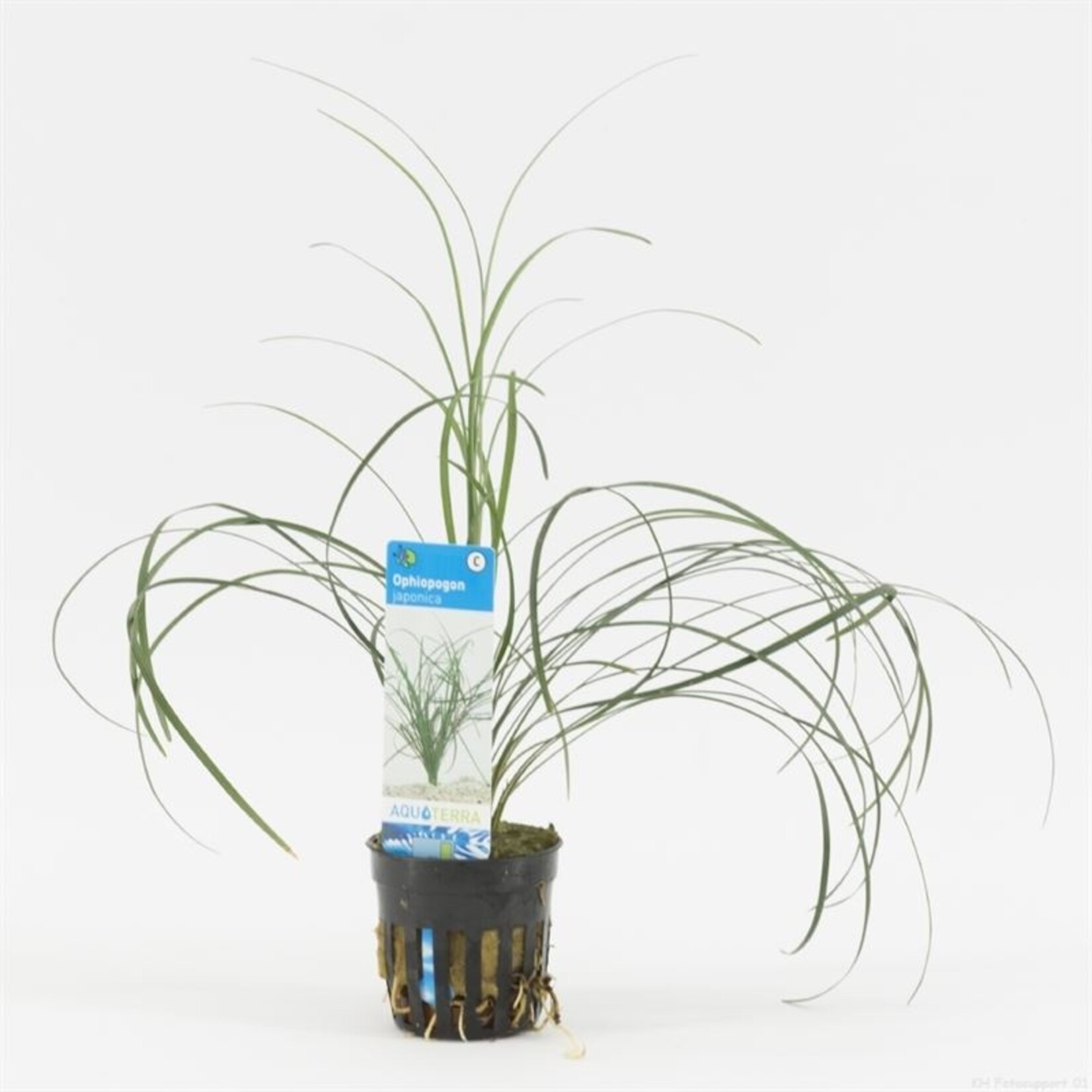 Terrarium / Paludarium planten Ophiopogon Japonica