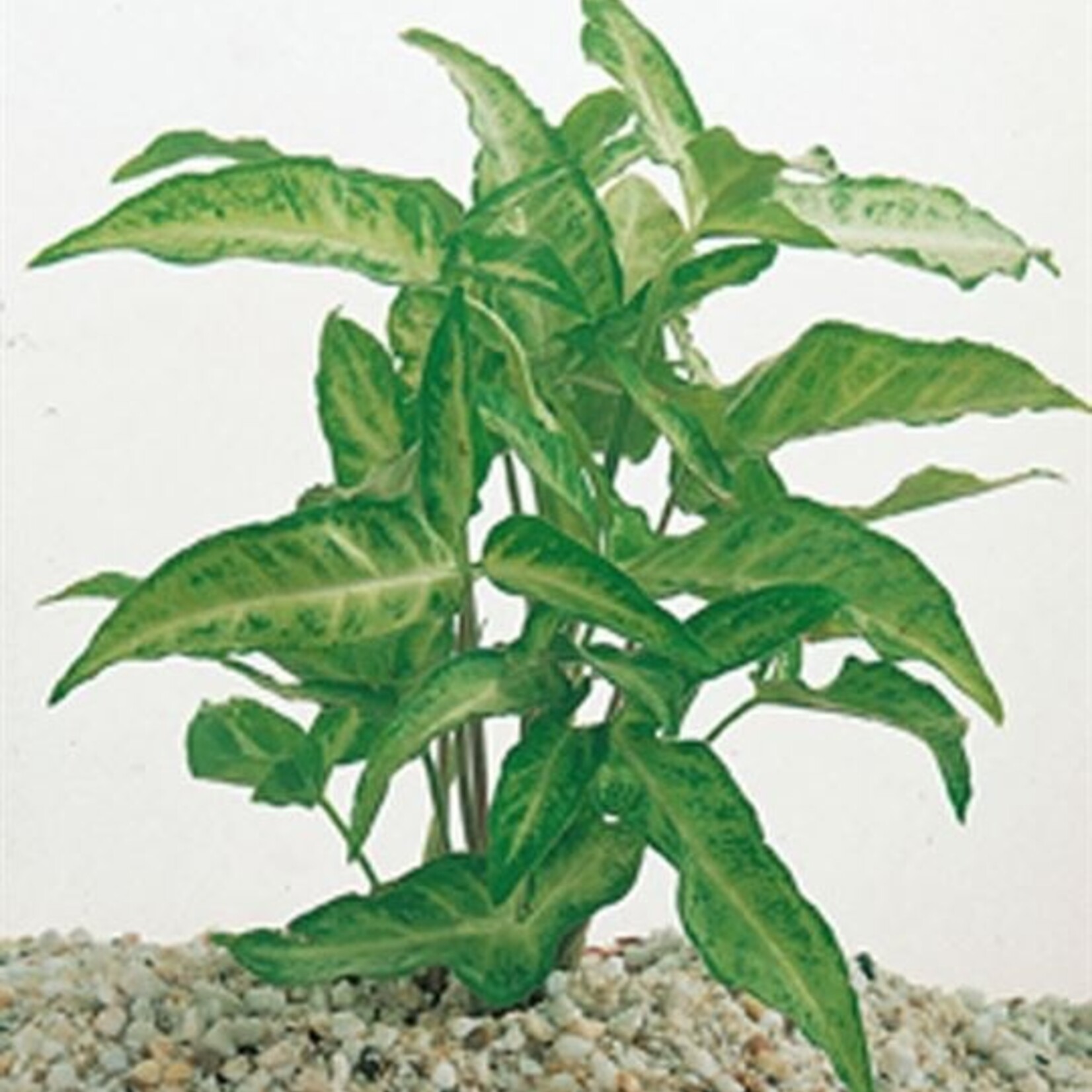 Terrarium / Paludarium planten Syngonium White Butterfly