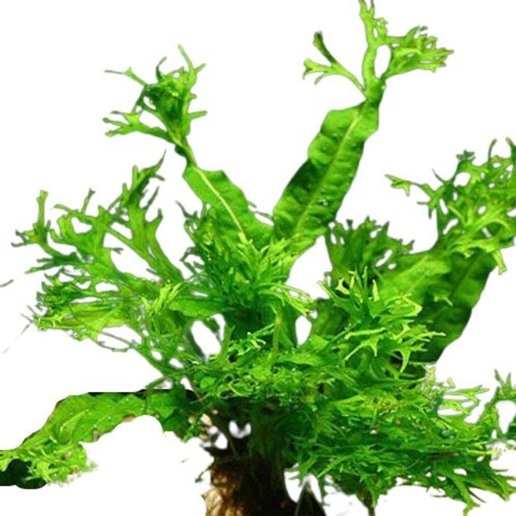 Moederplanten Microsorum Windelov Moederplant