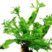 Moederplanten Microsorum Windelov Moederplant