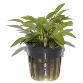 Pot planten Cryptocoryne willissii